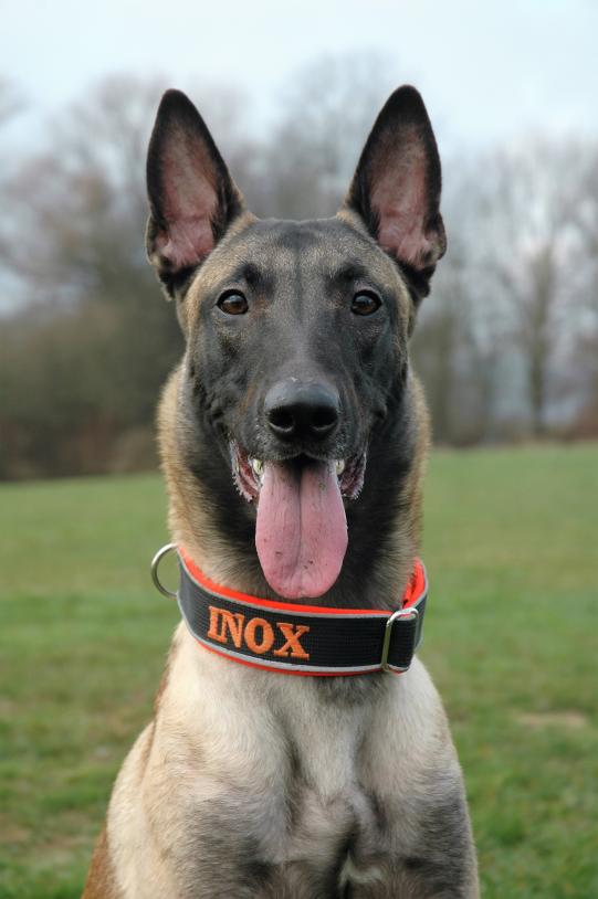 LONA, Entlebucher Sennenhund, weiblich-kastriert, 5 Jahre alt