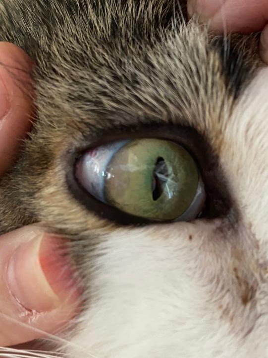 Auge nach 1 Woche Therapie