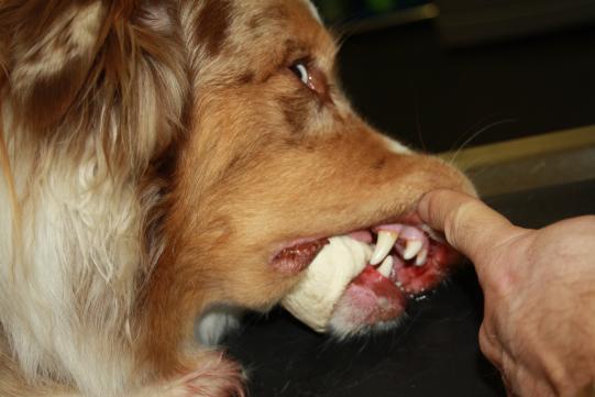 RED, Australian Shepherd