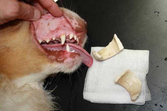 Der entfernte Fremdkörper