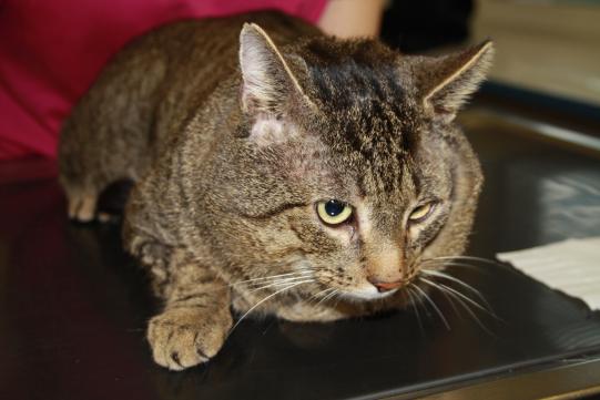 Tiger, Hauskatze männlich, 4 Jahre alt