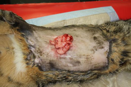 MERLIN intraoperativ