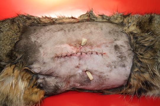 JIMI, Hauskatze, männlich-kastriert, 7 Jahre alt 