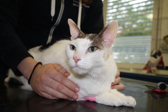 JIMI, Hauskatze, männlich-kastriert, 7 Jahre alt 