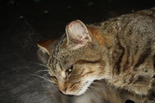 JIMI, Hauskatze, männlich-kastriert, 7 Jahre alt 