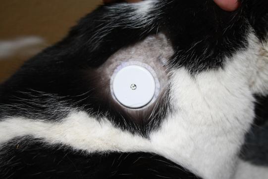 Feestyle Libre: Der Hautsensor