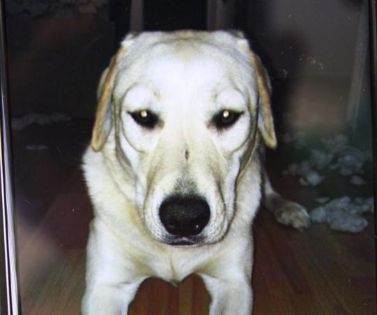 LORA, Mischling, weiblich-kastriert, 1 Jahr alt