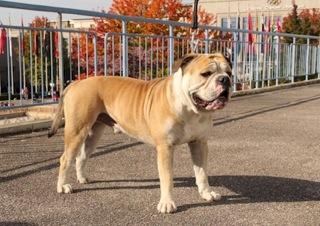 JAMES LEE, Continental Bulldog, männlich, 6 Jahre alt