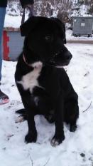 LASKO, Labrador-Mischling, männlich-kastriert, 1 Jahr alt