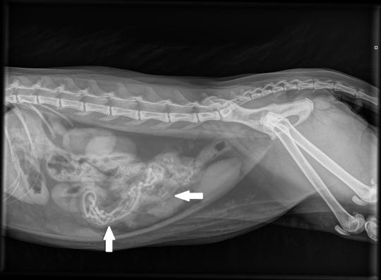 Röntgendichte lineare Fremdkörper