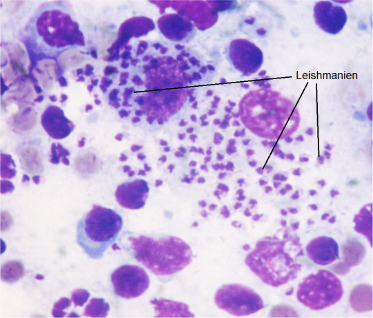 Weitere Untersuchungen - 2. Teil