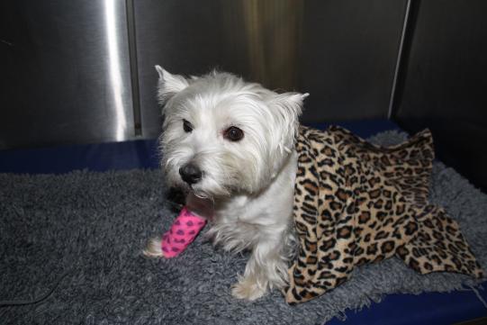 LILY, West Highland White Terrier, weiblich-kastriert, 7 Jahre alt