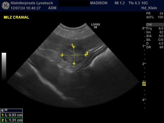 JIMI, Hauskatze, männlich-kastriert, 7 Jahre alt 