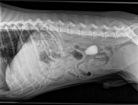 Untersuch und Röntgen
