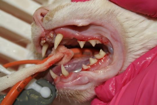 Situation nach Zahnreinigung