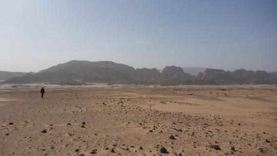 Animal Welfare of Luxor