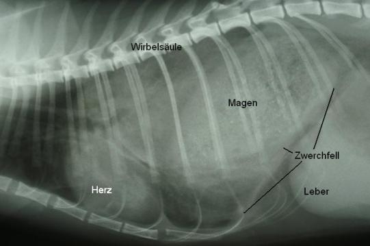 MALIBU, Europäische Kurzhaarkatze, weiblich kastriert, 1 jährig