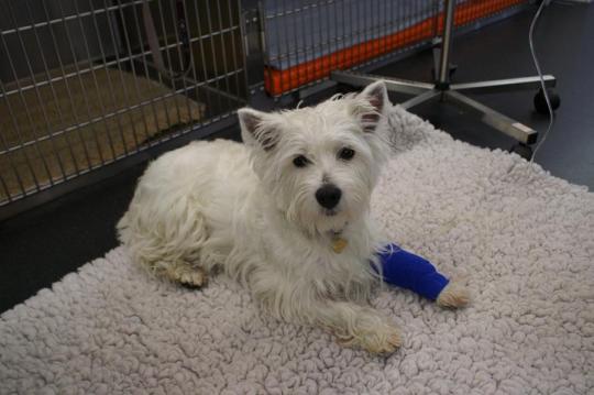 SHIVA, West Highland White Terrier, weiblich kastriert, 1 Jahr alt