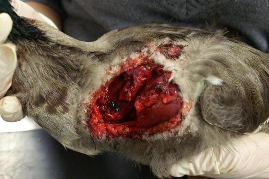 Ein ungewöhnlicher Patient