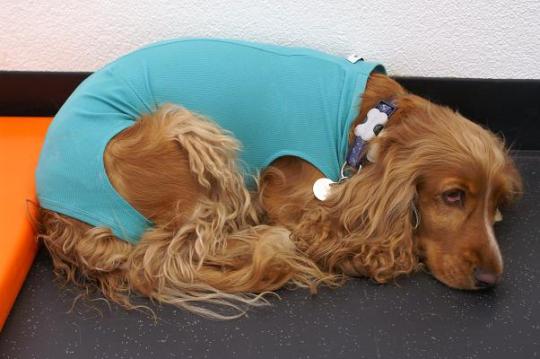 QUICHA, Cocker Spaniel, weiblich, 4 jährig