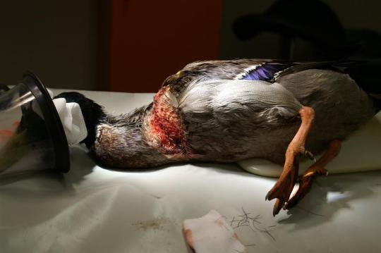 Ein ungewöhnlicher Patient