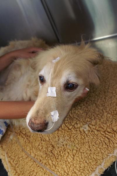 QUICHA, Cocker Spaniel, weiblich, 4 jährig