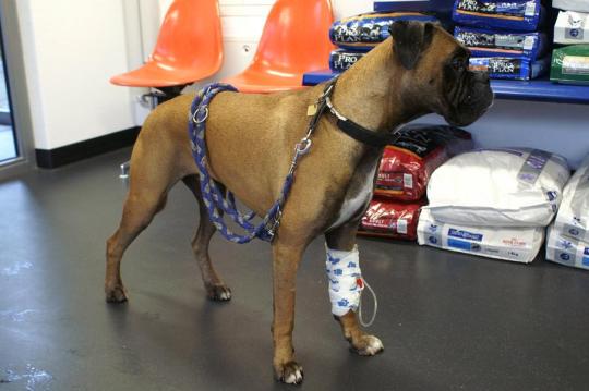 TORRO, Boxer, männlich-kastriert, 5 jährig