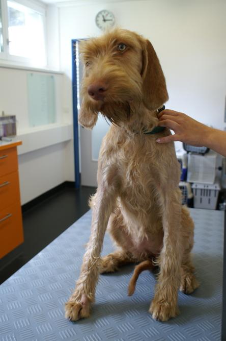 Zwischenzehenabszess/Fremdkörper