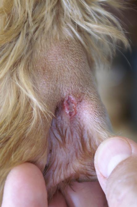 Zwischenzehenabszess/Fremdkörper