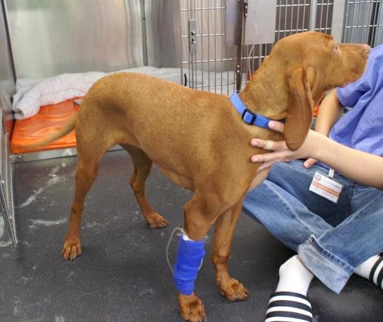 ZSANA, Magyar Viszla, weiblich, 4 Monate alt