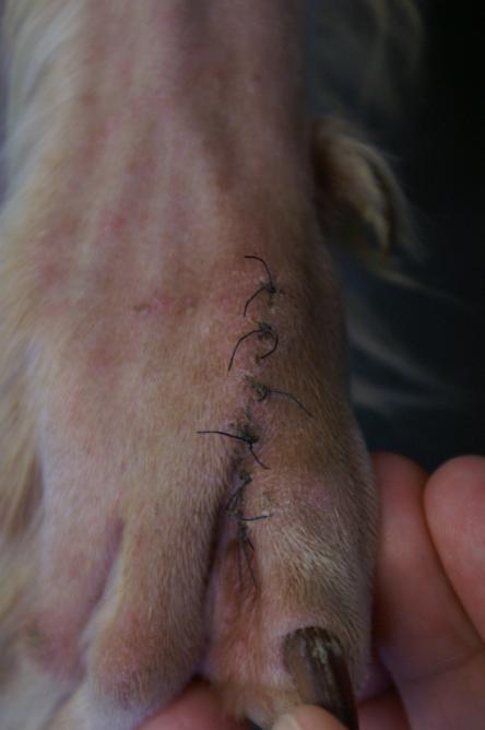 Zwischenzehenabszess/Fremdkörper