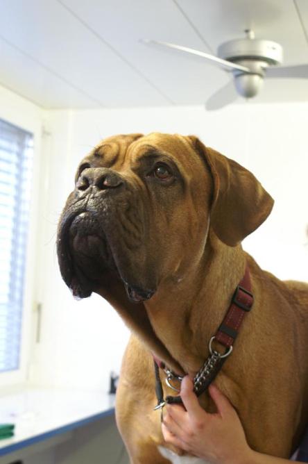 BAILEY, Bordeaux-Dogge, männlich, 3 Jahre alt