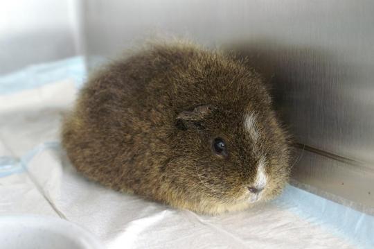 Blasen-/Harnröhrensteine