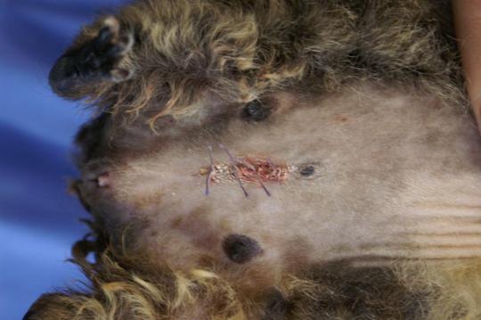 Blasen-/Harnröhrensteine