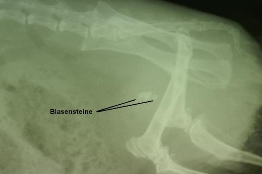 Blasen-/Harnröhrensteine