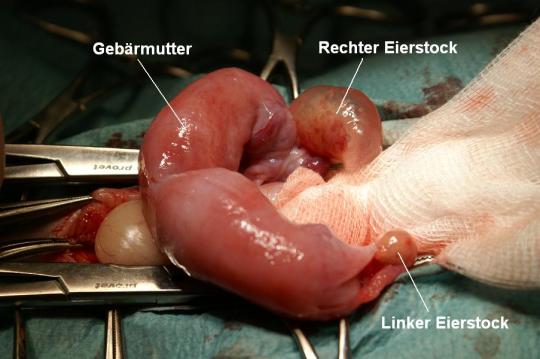 Problematische Empfängnisverhütung