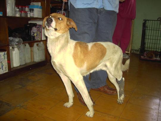 Lyssbachs Vétérinaires sans Frontières