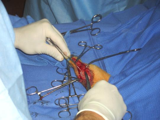 Lyssbachs Vétérinaires sans Frontières