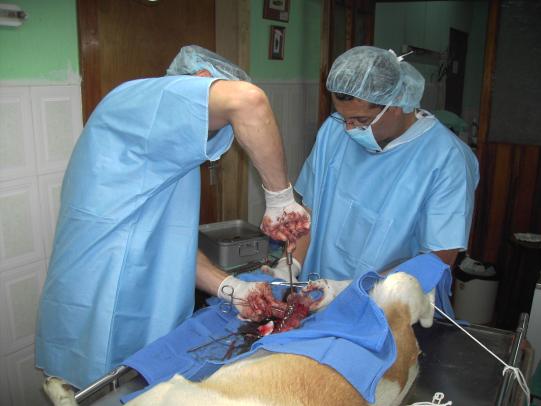 Lyssbachs Vétérinaires sans Frontières