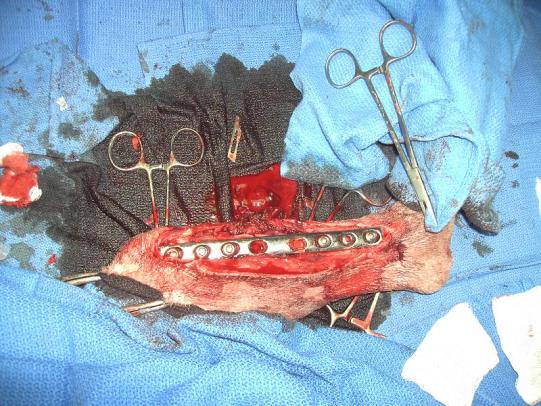 Lyssbachs Vétérinaires sans Frontières