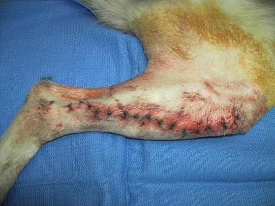 Lyssbachs Vétérinaires sans Frontières