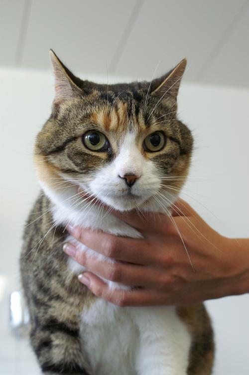 PHOEBE, Europäische Kurzhaarkatze, weiblich kastriert, 6 jährig