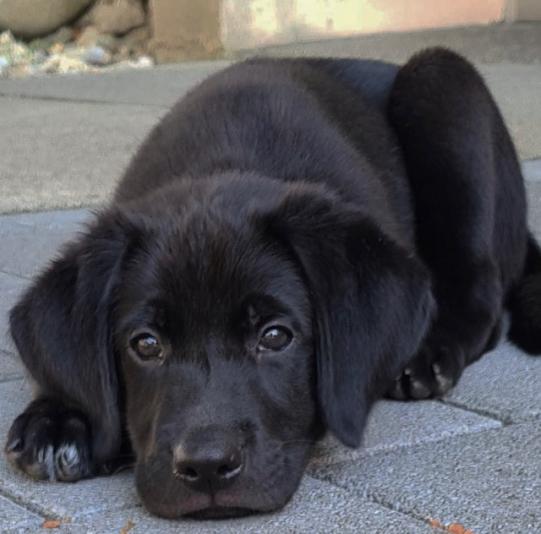 MIGO, Labrador-Welpe