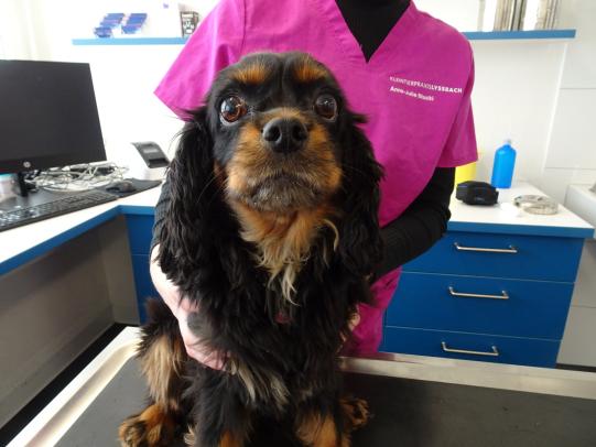 Millie, Cavalier King Charles Spaniel