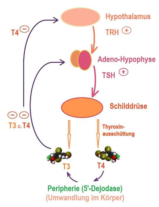 Regulation der Funktion der Schilddrüse
