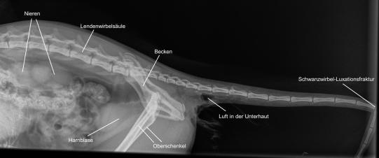 JIMI, Hauskatze, männlich-kastriert, 7 Jahre alt 