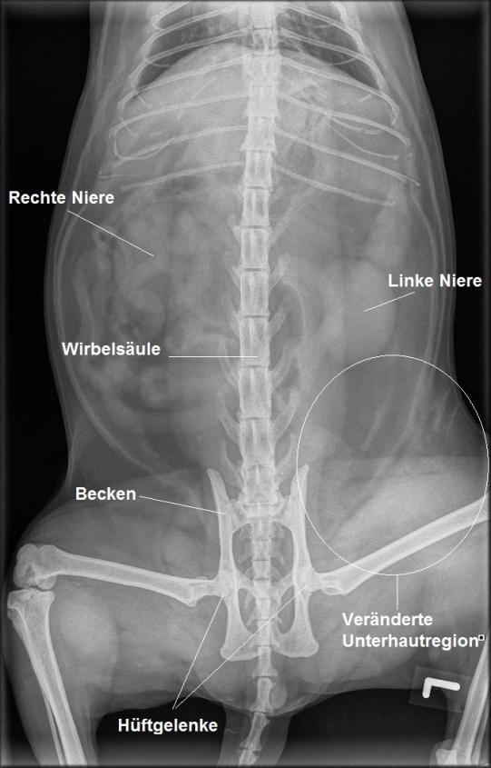 JIMI, Hauskatze, männlich-kastriert, 7 Jahre alt