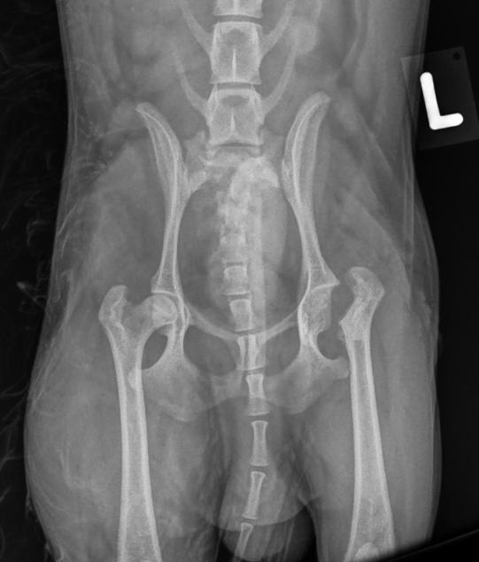 Röntgen postoperativ (© VetBern.ch)