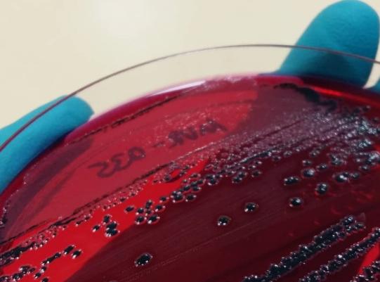 Havaneser, weiblich, 6 Monate alt