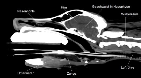 Schaedel Sagittal ill